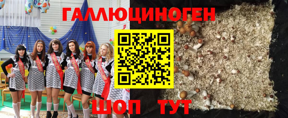 Псилоцибиновые грибы Psilocybe Новокузнецк